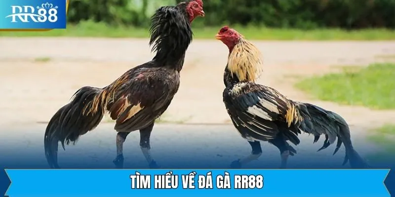 Đôi nét về bộ môn thể thao đá gà tại RR88 Đôi nét về bộ môn thể thao đá gà tại RR88