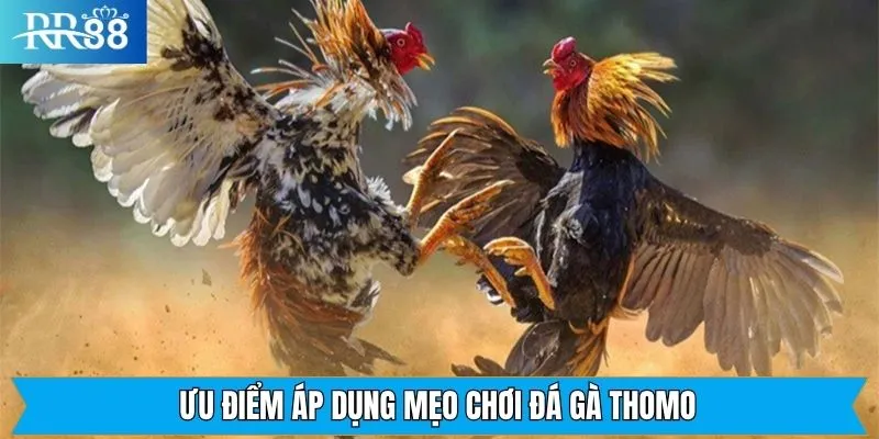 Lợi ích có được khi nắm rõ các mẹo tham gia chọi kê Lợi ích có được khi nắm rõ các mẹo tham gia chọi kê